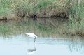 30.9.2012 Saline di Priolo (318)